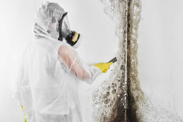 Best Emergency Mold Remediation in Summerside, OH