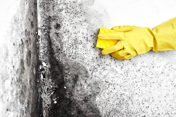 Best Crawl Space Mold Remediation in Summerside, OH