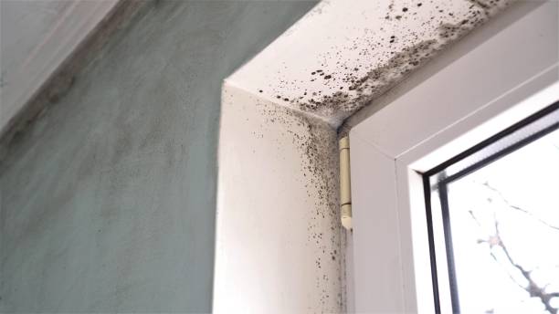 Best Post-Flood Mold Remediation in Summerside, OH