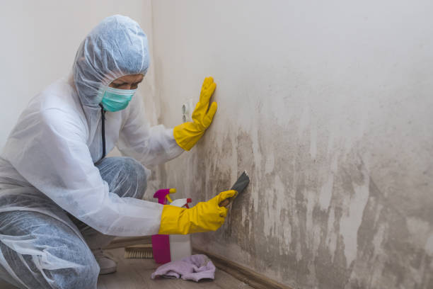 Best Residential Mold Remediation in Summerside, OH