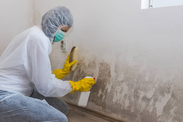 Professional Mold Remediation in Summerside, OH