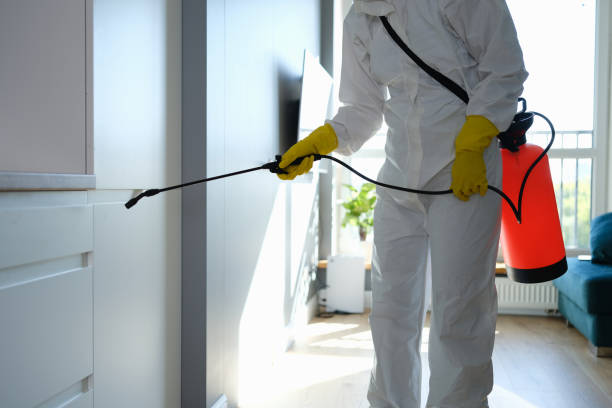 Best Localized Mold Remediation (e.g., coastal areas, humid climates) in Summerside, OH